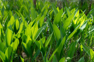 A bunch of lily of the valley flowers are growing in a forest.