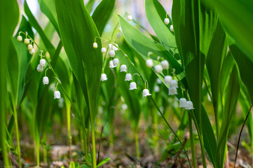 Obraz premium A bunch of lily of the valley flowers are growing in a forest.