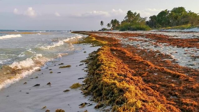 Tropical Caribbean beach water seaweed sargazo Playa del Carmen Mexico.