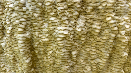 Texture of travertines of Baskale, a small travertine in Van Province of South-eastern Region of Turkey