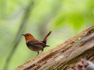 森の中で倒木の上に留まっているコマドリの雄