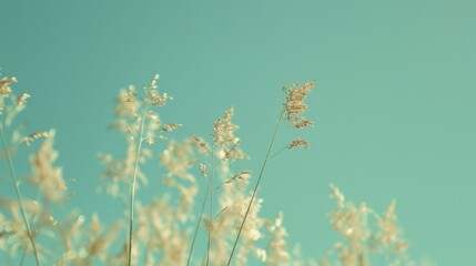 photo of green grain against a blue sky