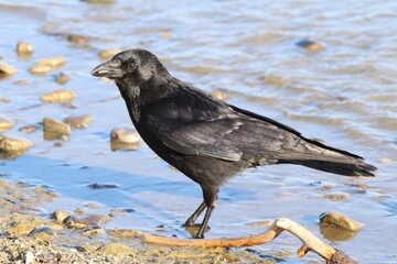Corbeau au bord de l'eau