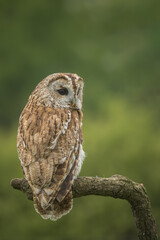 Tawny Owl perched on a branch