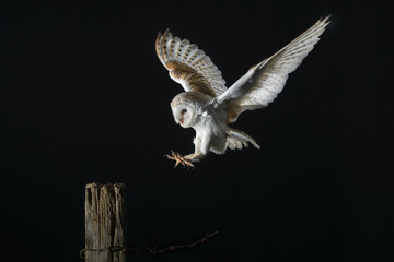 Barn Owl in flight, about to land on an old fence post