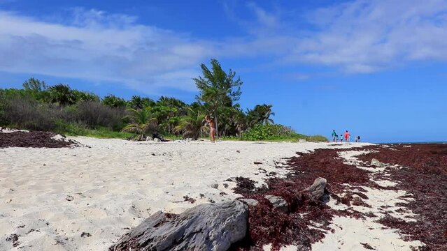 Tropical Caribbean beach water seaweed sargazo Playa del Carmen Mexico.