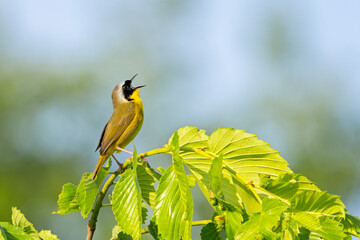 A Common Yellowthroat Warbler Sings on Top of a Tree