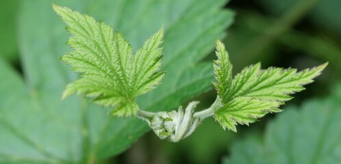 Zwei Blätter von einer Himbeere, grün, Hintergrund