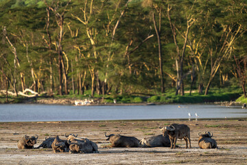 Nakuru national park, buffalo, Syncerus caffer
