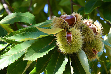 Chestnuts in hedgehogs hang from chestnut branches just before harvest, autumn season. Chestnut...