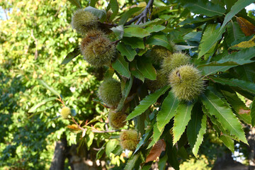 Chestnuts in hedgehogs hang from chestnut branches just before harvest, autumn season. Chestnut forest in the Tuscan mountains. Italy.