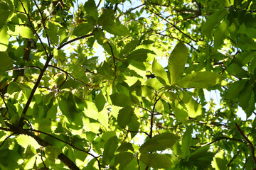 Beautiful chestnut leaves. Forest in Tuscany, Italy. Shot from bottom to top