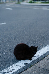 Black cat sitting on the edge of a street