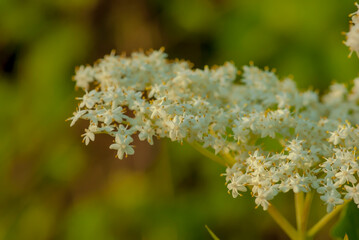 Czarny bez zakwitł burzą białych kwiatów. Kwiatostany rośliny zawierającej wiele korzystnych dla zdrowia składników odżywczych.