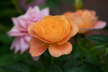 Close up Blooming Orange Rose
