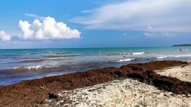 Tropical Caribbean beach water seaweed sargazo Playa del Carmen Mexico.
