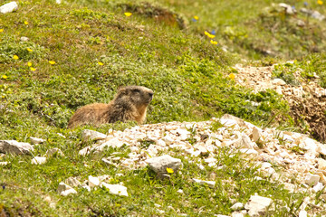 Murmeltier vor seinem Bau auf einer Bergwiese in den Allgäuer Alpen