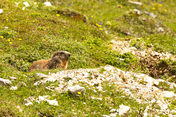 Murmeltier vor seinem Bau auf einer Bergwiese in den Allgäuer Alpen