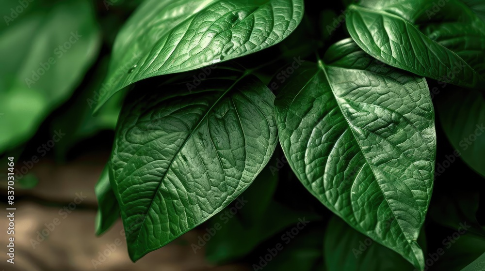 Poster Close-up of lush, green leaves with intricate textures and vibrant color, creating a serene and natural atmosphere perfect for environmental themes.