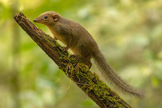 Northern treeshrew in natural habitat climbing a tree log