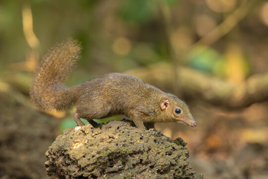 Northern treeshrew in natural habitat