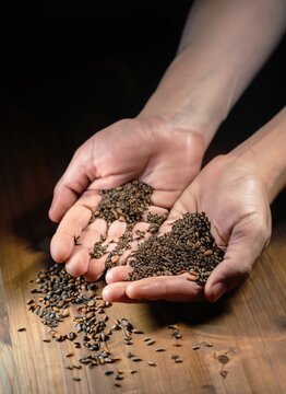Hands holding handful of carom seeds