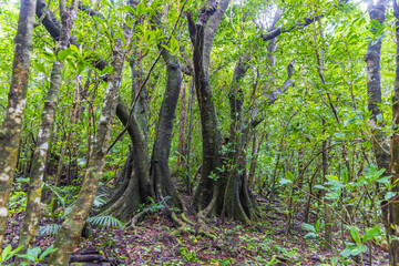 小笠原諸島・母島　乳房山の風景　
