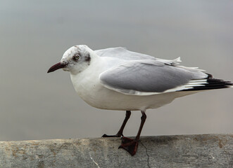 Sea gull sits on fence near seafront