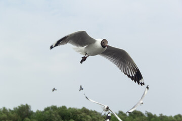 seagull flying high on the wind.
