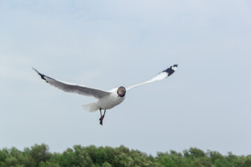 seagull flying high on the wind.