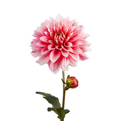 Dahlia flower isolated on transparent background