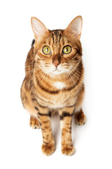 Full length Bengal cat isolated on white background.