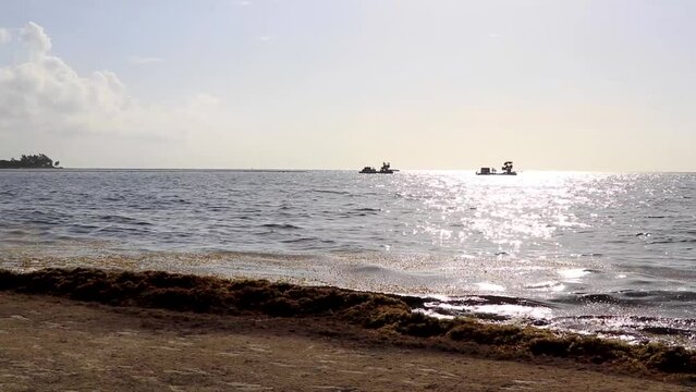 Tropical Caribbean beach water seaweed sargazo Playa del Carmen Mexico.