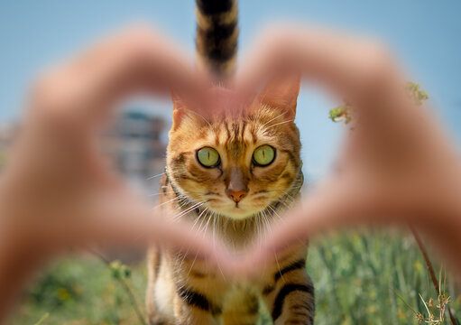Walking Bengal cat outdoors.