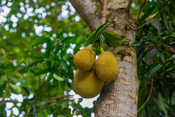 Jackfruits hanging on it's tree