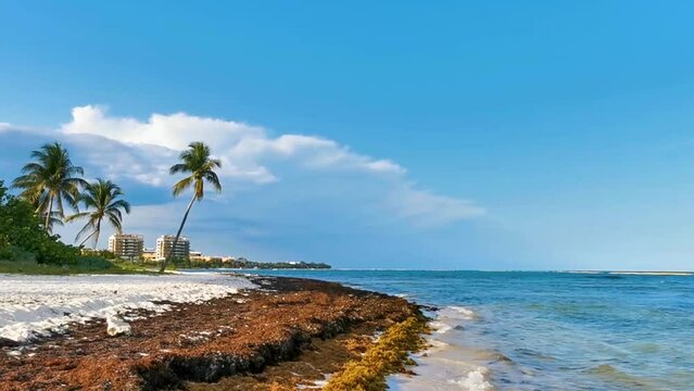 Tropical Caribbean beach water seaweed sargazo Playa del Carmen Mexico.