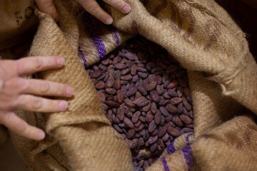 A bag of cocoa beans. Cocoa beans for chocolate. High quality photo