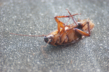 Dying and struggling cockroach lie on back or relax from pest killer on the floor