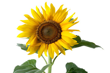 Obraz premium Bright yellow sunflower in full bloom with green leaves, isolated on a white background. Perfect for nature and botanical themes.