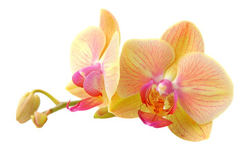 Fototapeta na wymiar Close-up of a vibrant yellow orchid with pink highlights, showcasing natural beauty. Perfect for floral and botanical-themed projects.