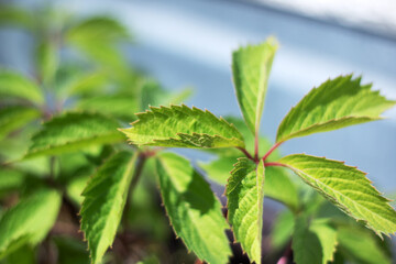 Detailed view of a plant featuring numerous lush green leaves