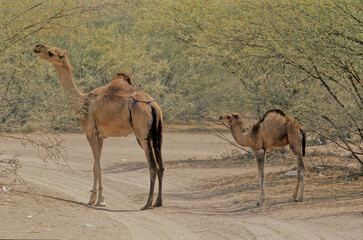 Dromedary