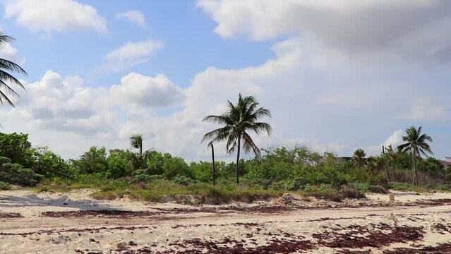 Tropical Caribbean beach water seaweed sargazo Playa del Carmen Mexico.