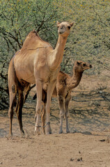Dromedary
