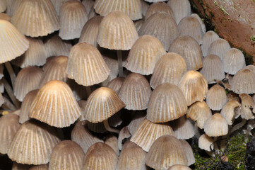 Groupe de champignons de jardin en gros plan