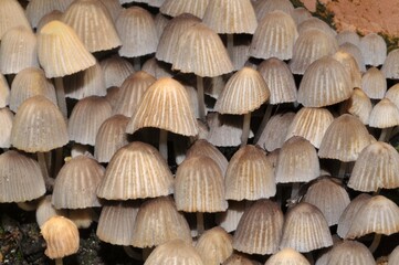 Groupe de champignons de jardin en gros plan