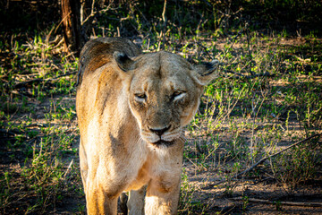 lion on safari in south africa, kruger national park