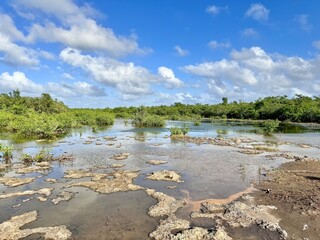 landscape of a mangrove of guadeloupe in the french west indies

