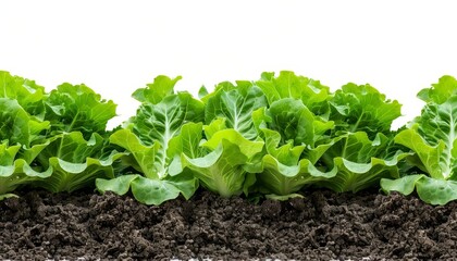 Fresh green lettuce plants growing in a row on a farm. Healthy organic vegetables with rich leafy texture, ready for harvest.