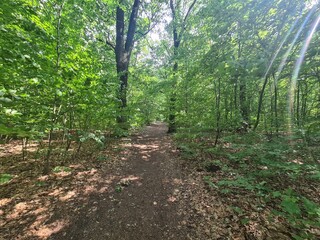 hiking path in Plänterwald Forest in Berlin Treptow/Köpenick with sun rays